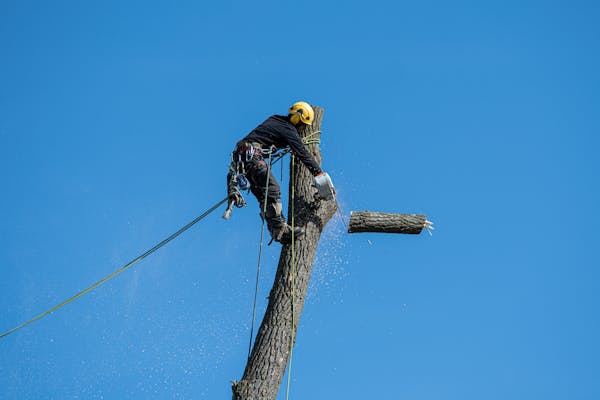 Professional arborist safely using a chainsaw to trim a tall tree, secured with climbing ropes, against a clear blue sky.