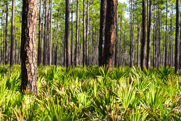 Dense Florida pine forest with tall pine trees and thick undergrowth of palmetto bushes, illustrating the type of terrain commonly managed through professional lot and land clearing services to prepare for development or conservation projects.
