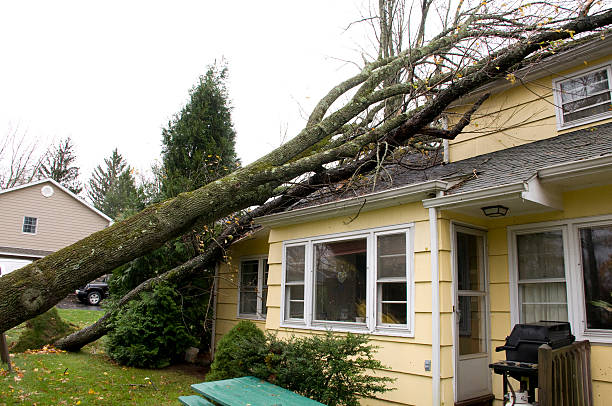 A large tree fallen on a yellow house, causing significant damage to the roof and structure, following a hurricane.