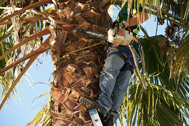 A tree worker using a chainsaw to trim a palm tree, securely harnessed at a significant height, with details of the palm's rough trunk and leafy fronds visible against a clear blue sky.