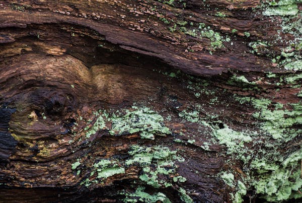 Close-up of a tree trunk showing signs of disease, with dark, damp wood interspersed with patches of green moss and white fungal growth, indicating potential health issues in the tree.