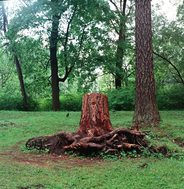 A large tree stump with exposed roots prominently positioned in a residential yard, surrounded by lush greenery, showcasing the need for proper stump removal and yard maintenance.